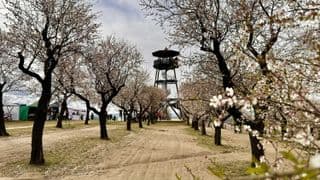 Slavnosti mandloní a vína 2025